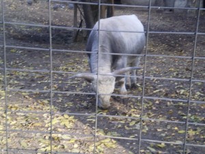 image-42